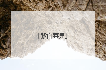 紫白菜是