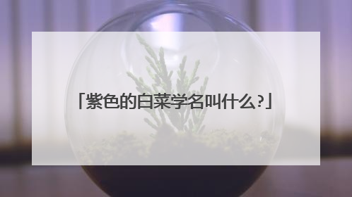 紫色的白菜学名叫什么?