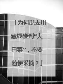 为何说去川藏线碰到“大白菜”,不要随便采摘?