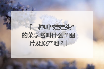 一种叫“娃娃头”的菜学名叫什么?图片及原产地?