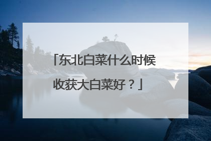 东北白菜什么时候收获大白菜好?