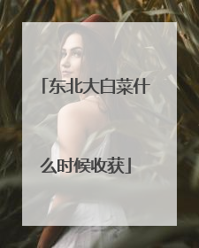 东北大白菜什么时候收获