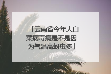 云南省今年大白菜病毒病是不是因为气温高蚜虫多