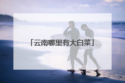 云南哪里有大白菜