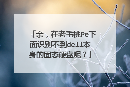 亲,在老毛桃Pe下面识别不到dell本身的固态硬盘呢?