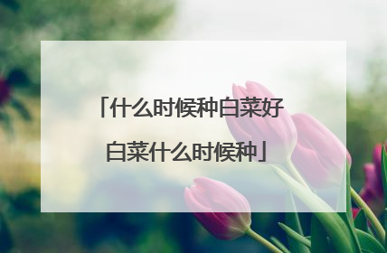 什么时候种白菜好 白菜什么时候种
