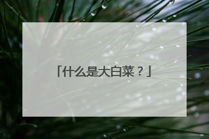 什么是大白菜?