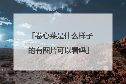 卷心菜是什么样子的有图片可以看吗