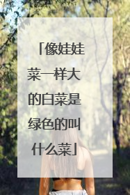 像娃娃菜一样大的白菜是绿色的叫什么菜