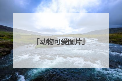 动物可爱图片