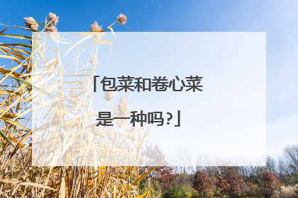 包菜和卷心菜是一种吗?