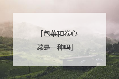 包菜和卷心菜是一种吗