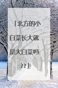北方的小白菜长大就是大白菜吗??