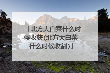 北方大白菜什么时候收获(北方大白菜什么时候收割)