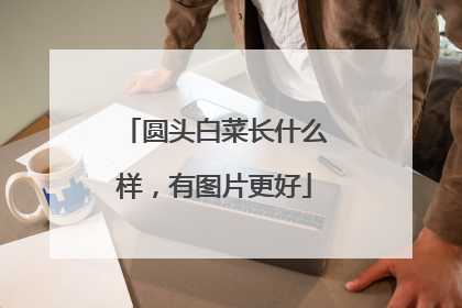 圆头白菜长什么样，有图片更好