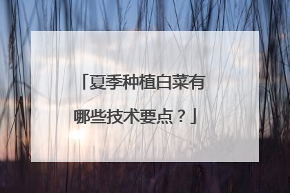 夏季种植白菜有哪些技术要点?
