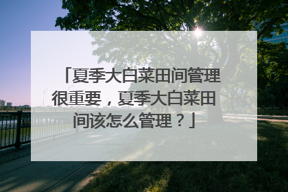 夏季大白菜田间管理很重要,夏季大白菜田间该怎么管理?