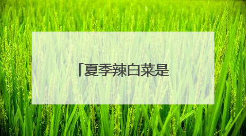 夏季辣白菜是如何做的呢?