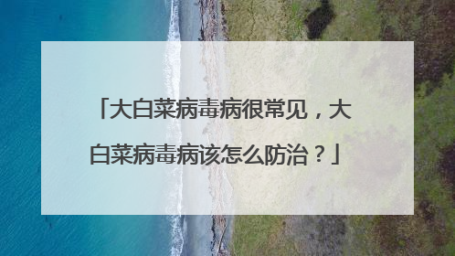 大白菜病毒病很常见,大白菜病毒病该怎么防治?