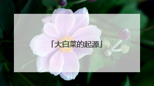 大白菜的起源