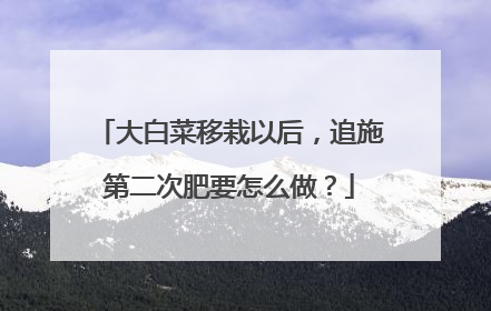 大白菜移栽以后,追施第二次肥要怎么做?