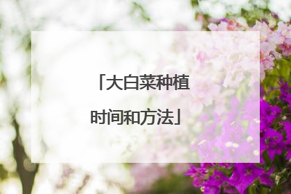 大白菜种植时间和方法