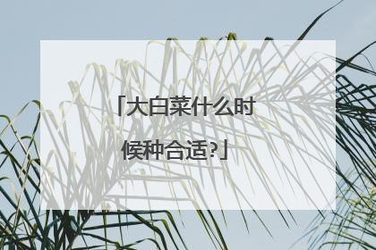 大白菜什么时候种合适?