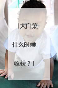 大白菜什么时候收获?