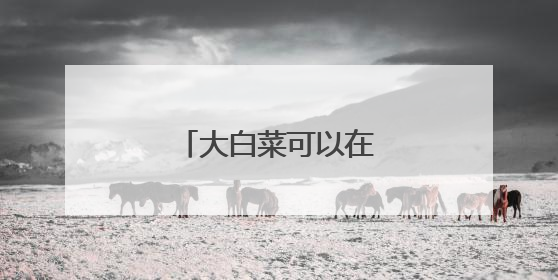 大白菜可以在手机下载吗?