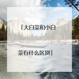 大白菜和小白菜有什么区别
