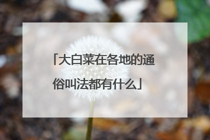 大白菜在各地的通俗叫法都有什么
