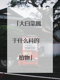 大白菜属于什么科的植物