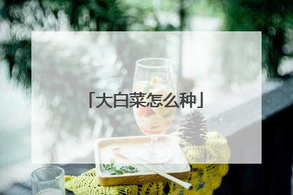 大白菜怎么种
