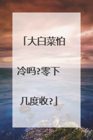 大白菜怕冷吗?零下几度收?