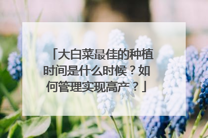 大白菜最佳的种植时间是什么时候？如何管理实现高产？