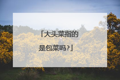 大头菜指的是包菜吗?
