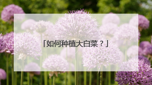 如何种植大白菜?