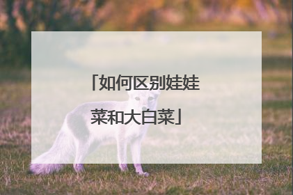 如何区别娃娃菜和大白菜