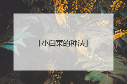 小白菜的种法