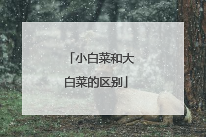 小白菜和大白菜的区别