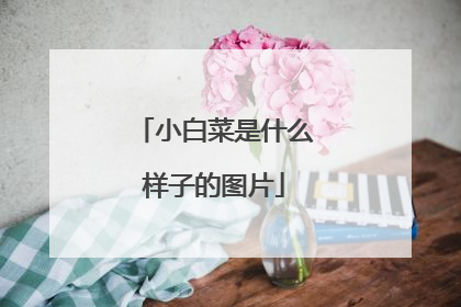 小白菜是什么样子的图片