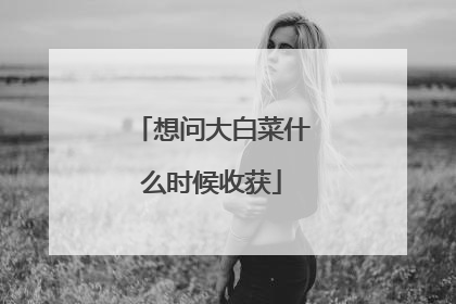 想问大白菜什么时候收获