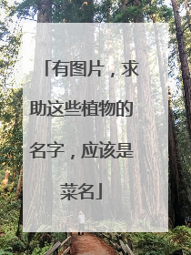 有图片,求助这些植物的名字,应该是菜名