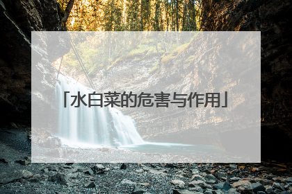 水白菜的危害与作用
