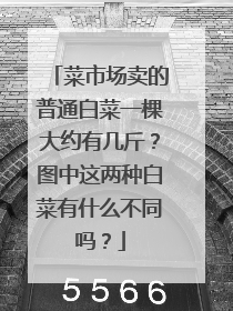 菜市场卖的普通白菜一棵大约有几斤?图中这两种白菜有什么不同吗?