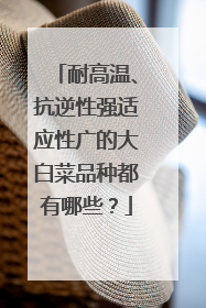 耐高温、抗逆性强适应性广的大白菜品种都有哪些?