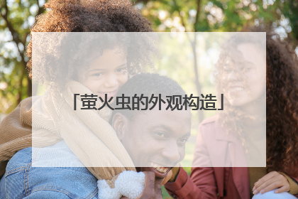 萤火虫的外观构造
