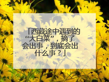 西藏途中遇到的“大白菜”,摘了会出事,到底会出什么事?