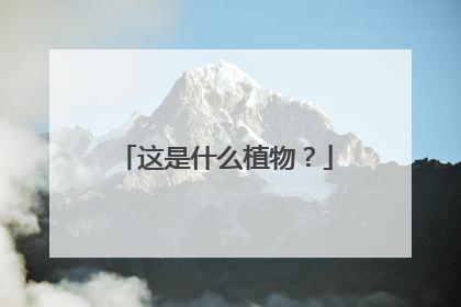 这是什么植物?