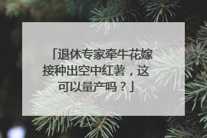 退休专家牵牛花嫁接种出空中红薯,这可以量产吗?